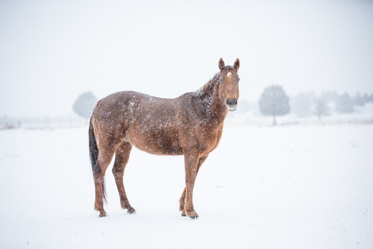 winter horses