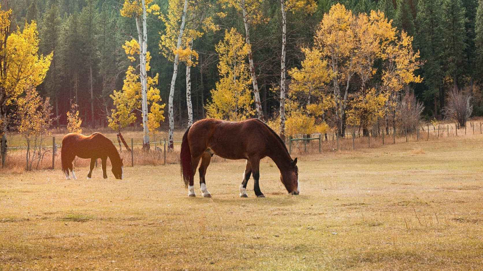 7 Fall Feeding Mistakes Horse Owners Should Avoid