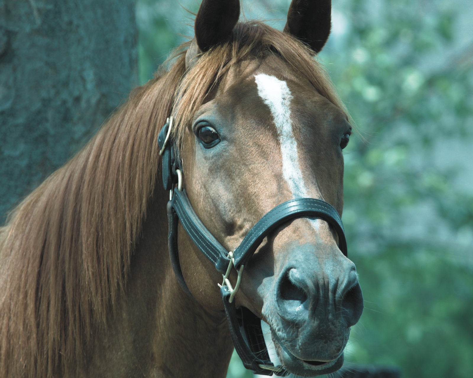 Nutrition for an Anxious Horse