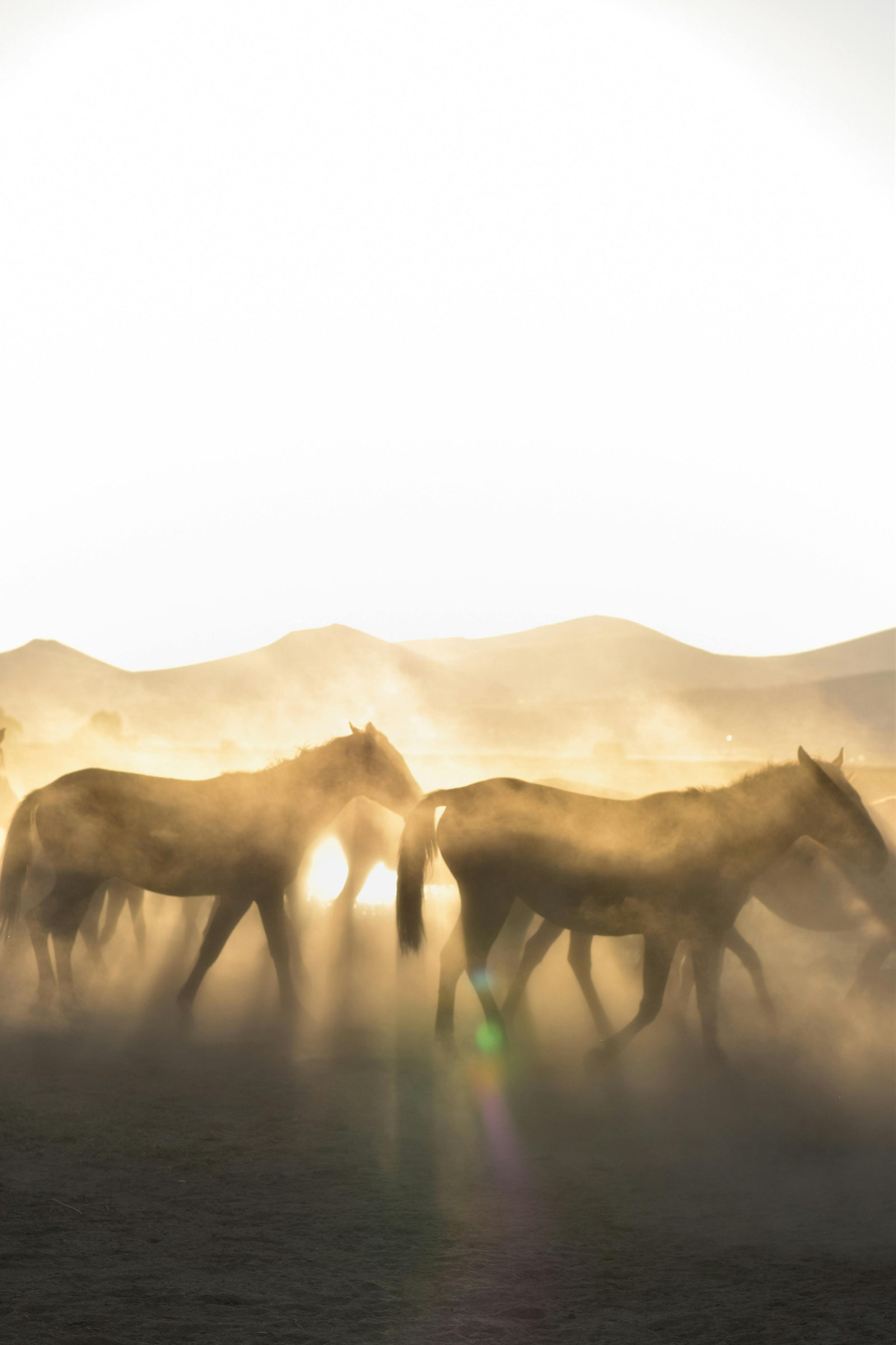 Mustangs in the Twilight