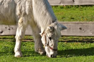 Feeding the Horse with Cushings Disease