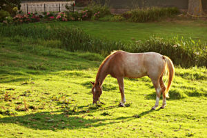 Benefits of Flaxseed for Horses: A Simple Guide