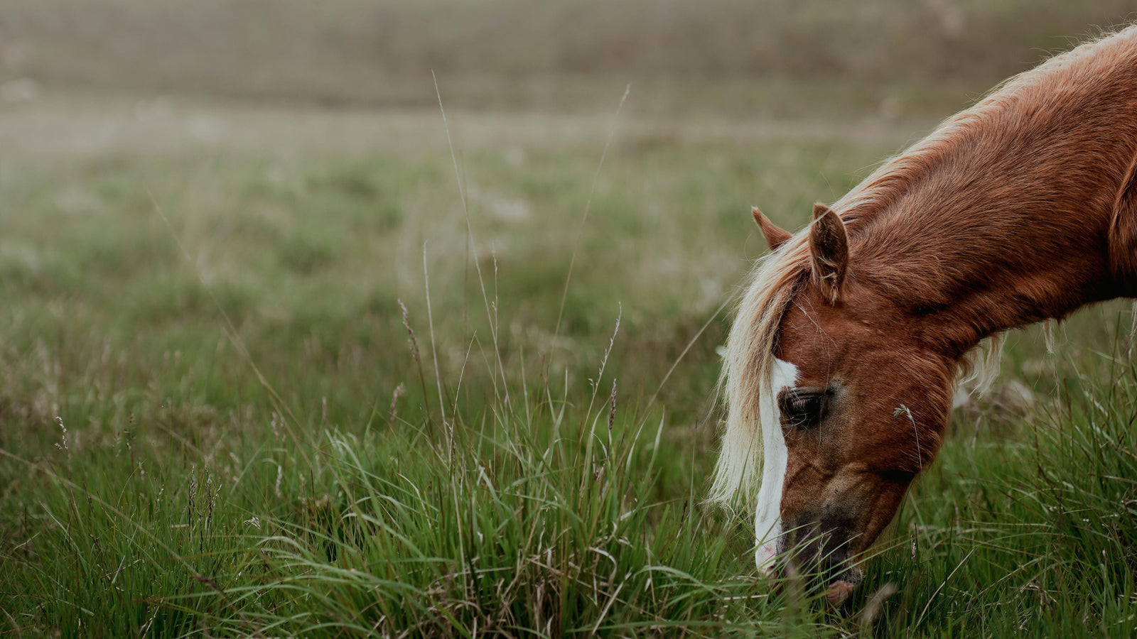 Could Vitamin E Deficiency Be Holding your Horse Back?