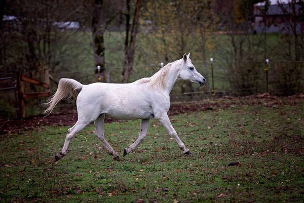 arabian horse gray