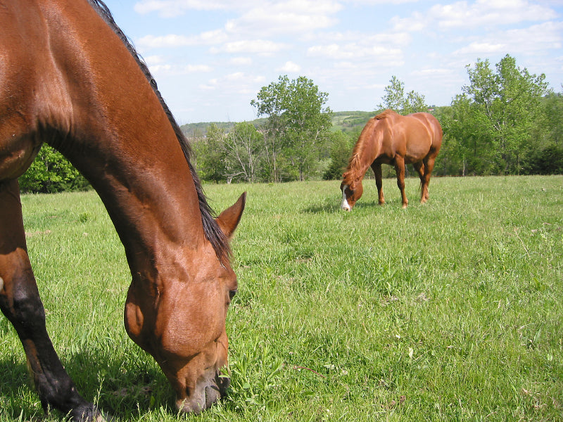 happy healthy selenium horses