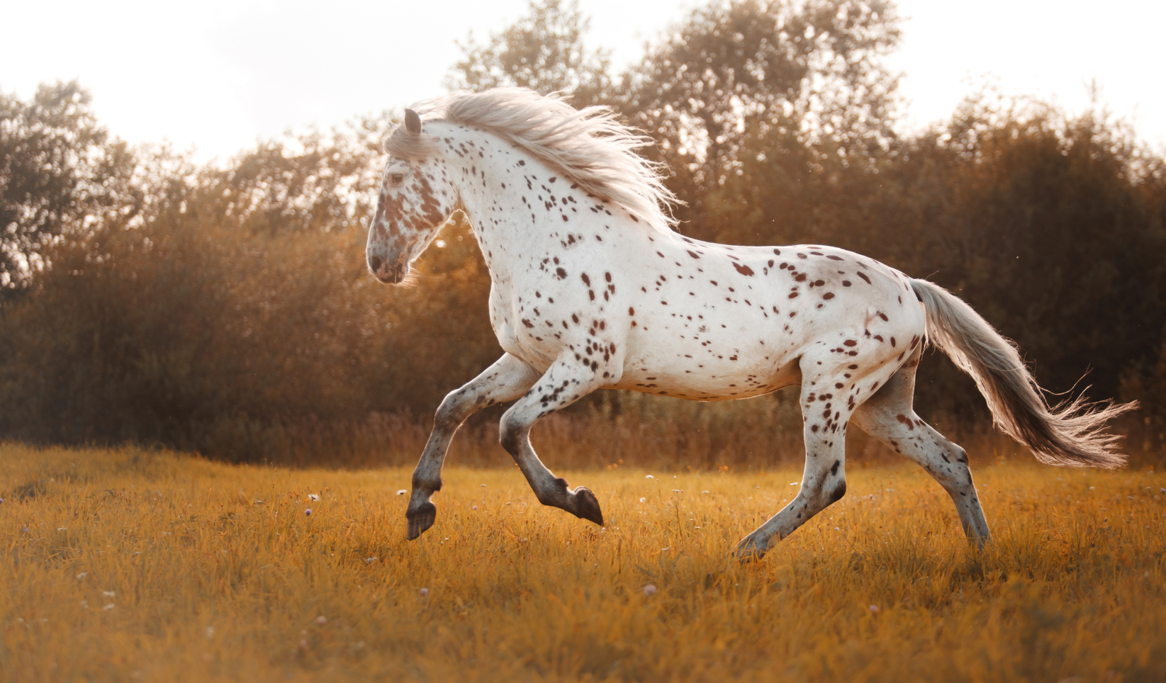 Nutrition of the Breeding Stallion