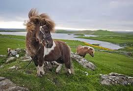 shetland pony