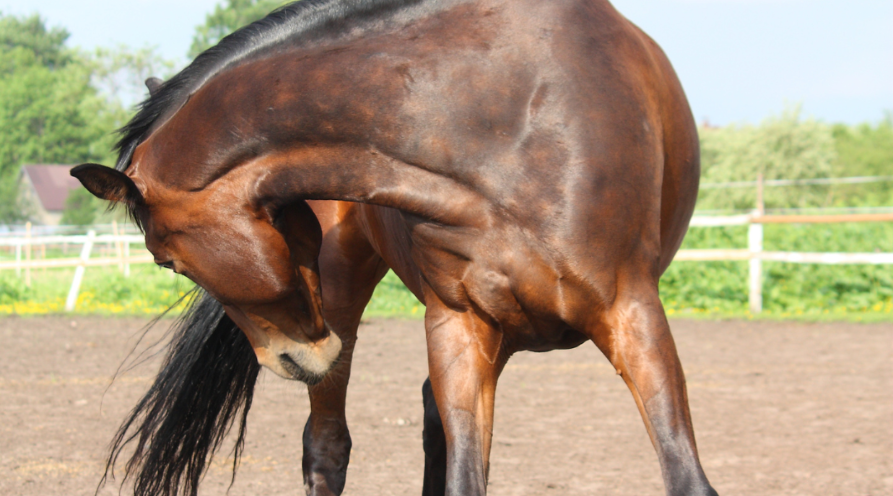 How to Help Your Horse Fight off Allergies This Summer