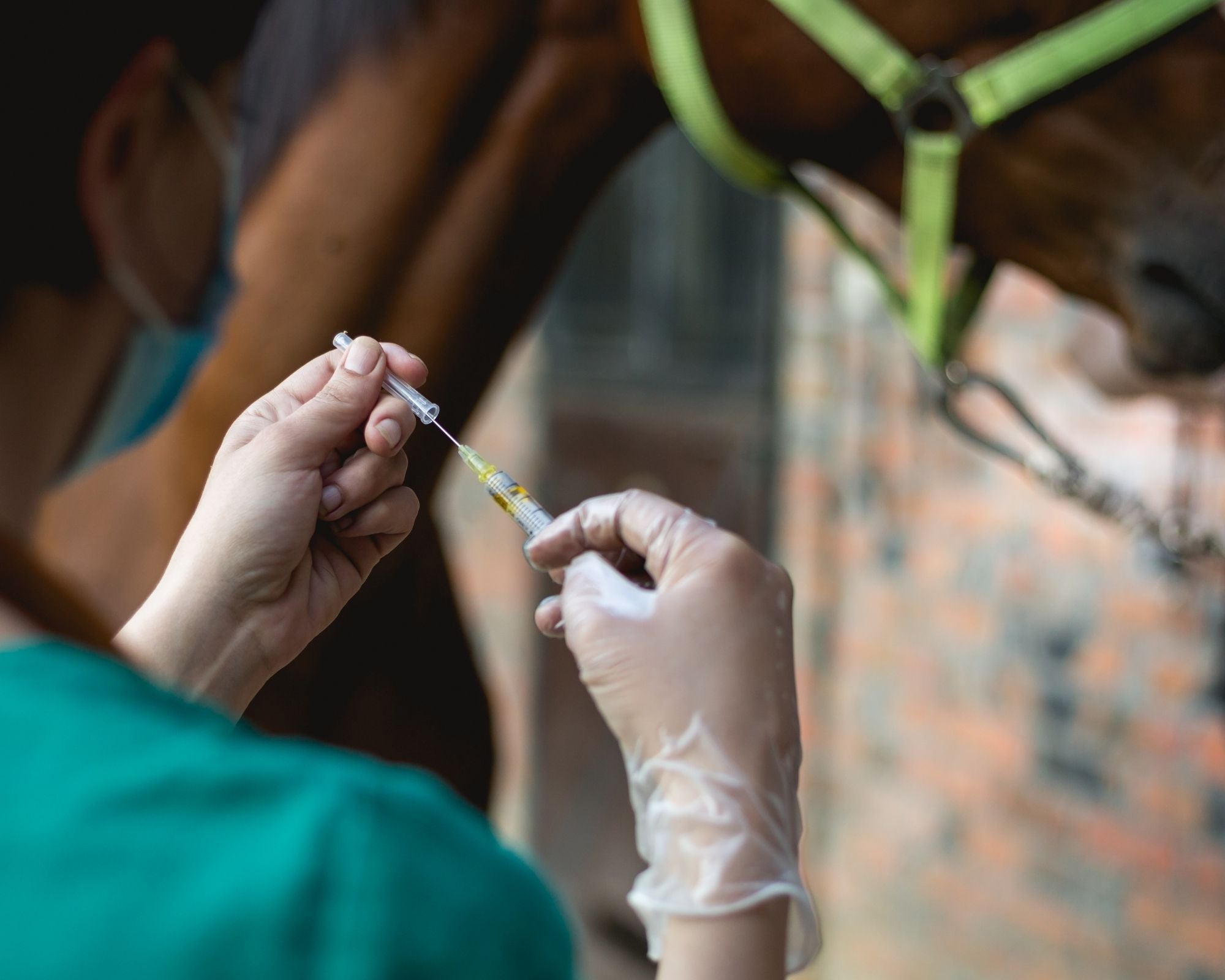 Selenium Deficiency Fatality: Oregon Horse Owner Shares Story of Horse's Nutritional Battle