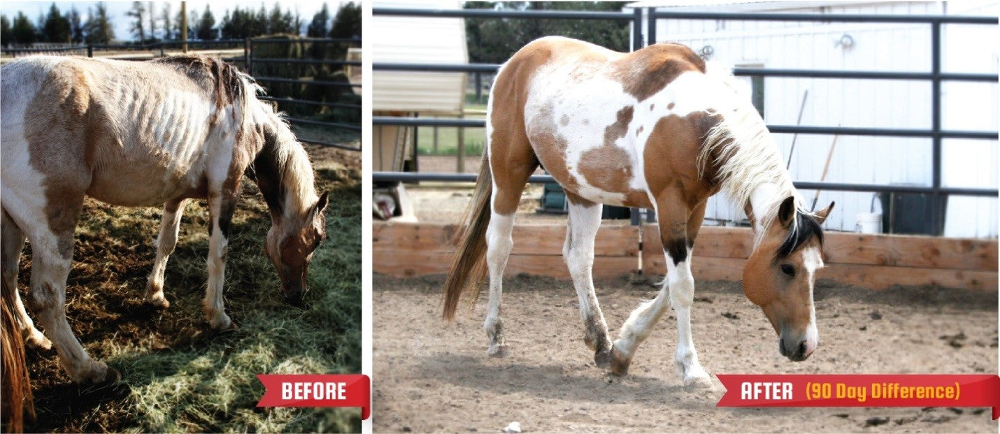 paint horse skinny now fat