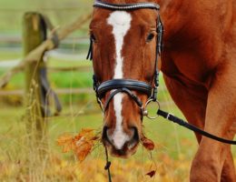 Horse with fall foliage