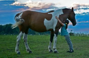 paint horse girl love