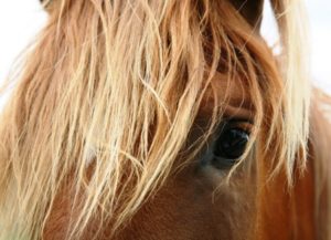 horse eye flax