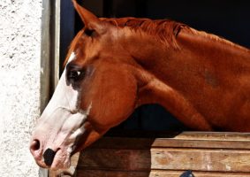 Full Care Boarding, Be Sure You Horse Is Getting the Best Care