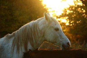 gray horse fall