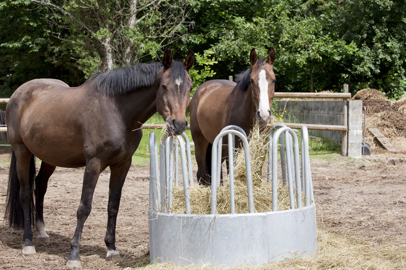 horse hay 2 bay