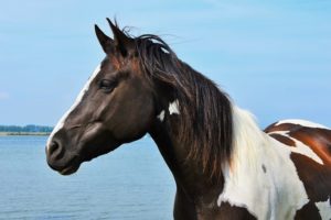 paint horse selenium