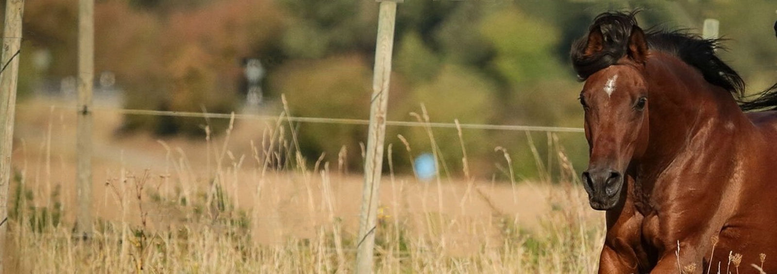 Horse Guard, the best equine supplements, Bay Horse